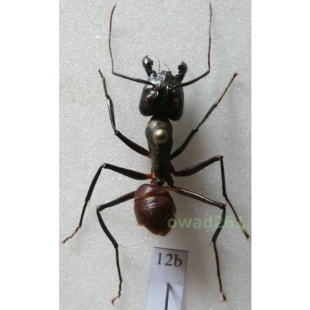 Camponotus gigas Latreille, 1802 Malaysia12b